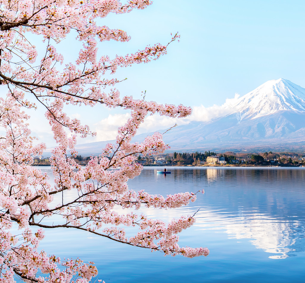 Mount fuji at Lake kawaguchiko with cherry blossoms near Tokyo, Japan.