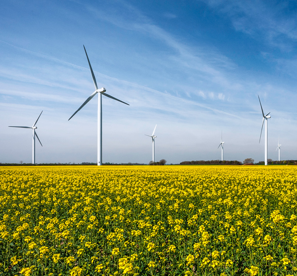 Wind farm & a bright yellow field, Beverley, Yorkshire, UK.