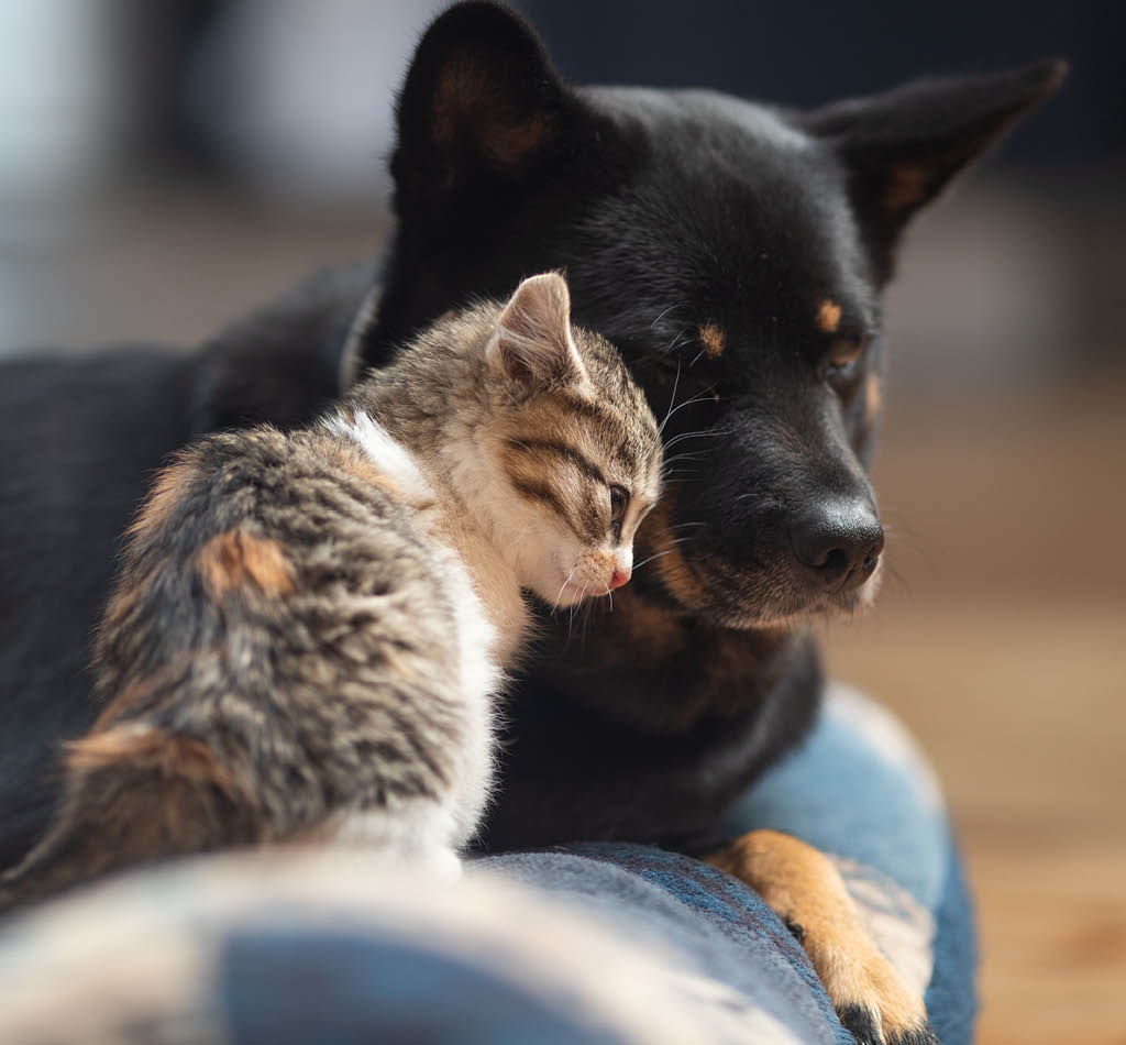 A young kitten rubbing up on her adopted mama dog,