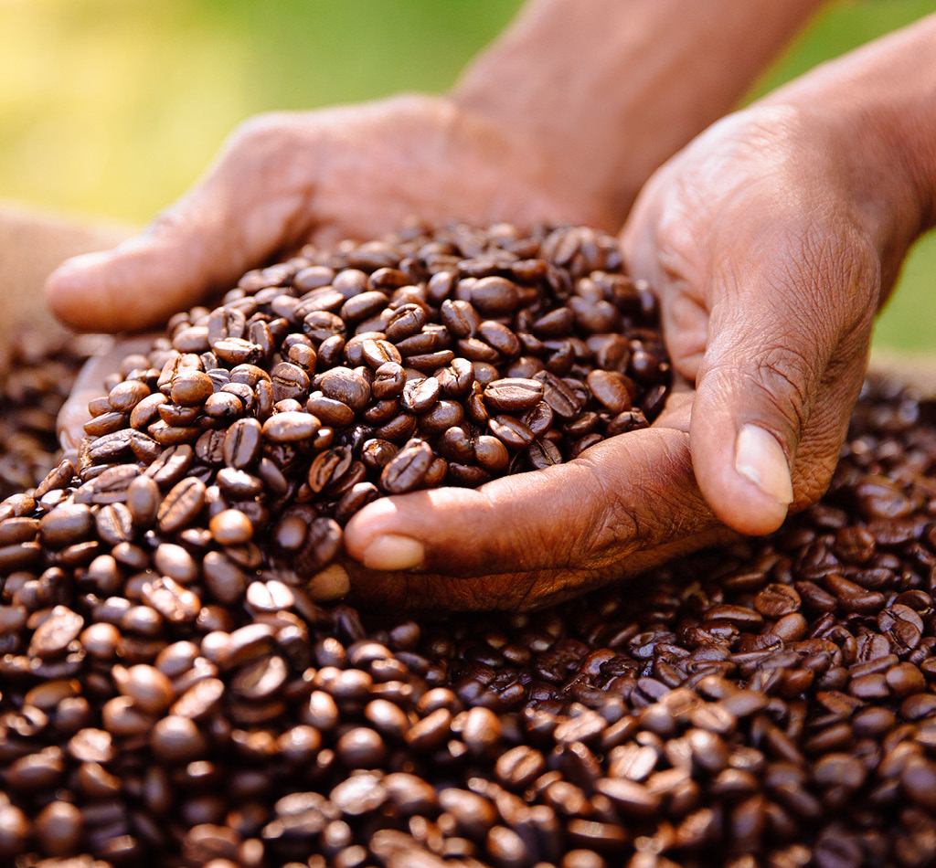 Hands holding freshly roasted aromatic coffee beans.